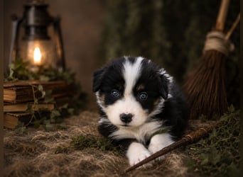 Australian Shepherd, Aussie Welpen