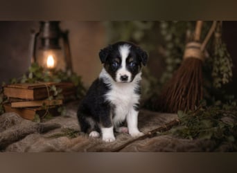 Australian Shepherd, Aussie Welpen