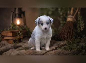 Australian Shepherd, Aussie Welpen