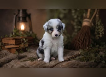 Australian Shepherd, Aussie Welpen