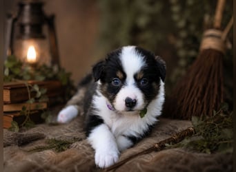Australian Shepherd, Aussie Welpen