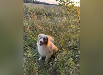 Australian Shepherd Rüde – 5 Jahre, kinderlieb & gesund