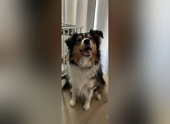 Aussi Australian Shepherd / Border Collie 3 Jahre
