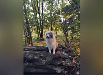 Australian Shepherd Rüde – 5 Jahre, kinderlieb & gesund