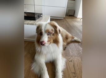 Australian Shepherd Rüde – 5 Jahre, kinderlieb & gesund