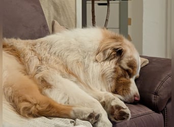 Australian Shepherd Rüde, 4 Jahre – in liebevolle Hände abzugeben