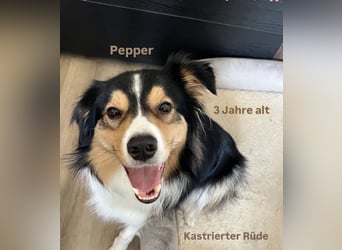Aussi Australian Shepherd / Border Collie 3 Jahre