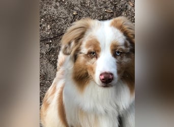 Australian Shepherd Rüde – 5 Jahre, kinderlieb & gesund