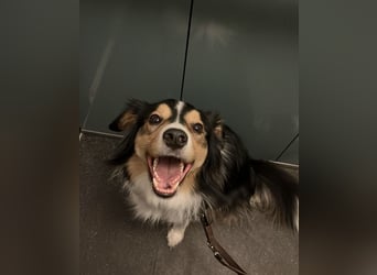 Aussi Australian Shepherd / Border Collie 3 Jahre