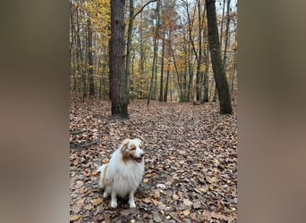 Australian Shepherd Rüde – 5 Jahre, kinderlieb & gesund
