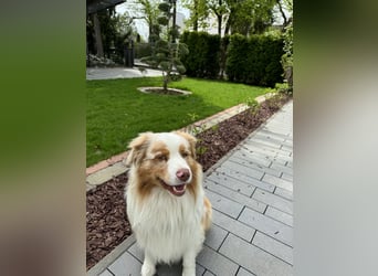 Australian Shepherd Rüde – 5 Jahre, kinderlieb & gesund