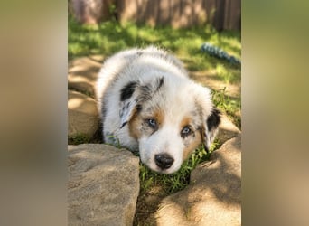 Wir haben zur Zeit traumhafte Australian Shepherd Welpen abzugeben !