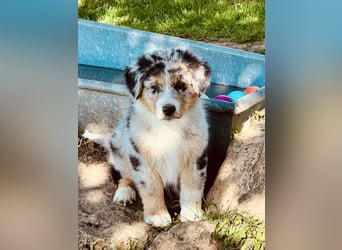 Wir haben zur Zeit traumhafte Australian Shepherd Welpen abzugeben !