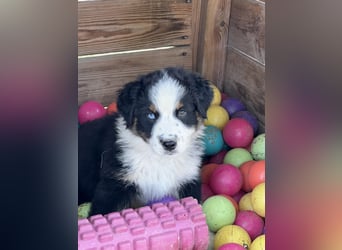Wir haben zur Zeit traumhafte Australian Shepherd Welpen abzugeben !