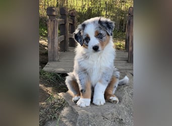 Wir haben zur Zeit traumhafte Australian Shepherd Welpen abzugeben !