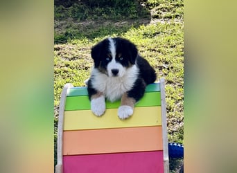 Wir haben zur Zeit traumhafte Australian Shepherd Welpen abzugeben !