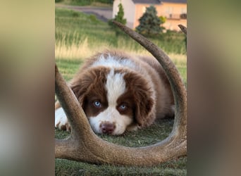 Wir haben zur Zeit traumhafte Australian Shepherd Welpen abzugeben !