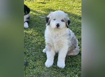 Wir haben zur Zeit traumhafte Australian Shepherd Welpen abzugeben !