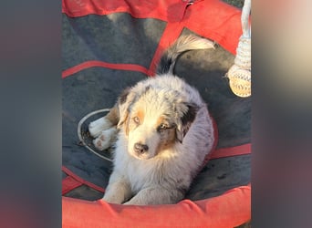 Australian Shepherd Welpen ASCA und MASCA  !