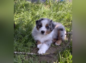 Wir haben zur zeit traumhafte Australian Shepherd Welpen abzugeben !