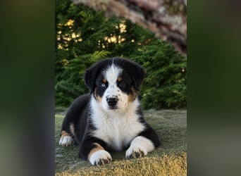 Sind Sie neugierig und suchen einen Aussie ?