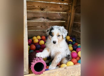 Wir haben zur Zeit traumhafte Australian Shepherd Welpen abzugeben !