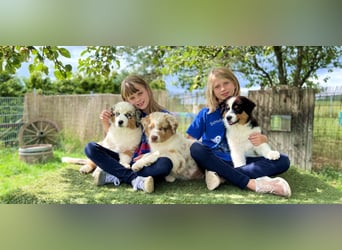 Wir haben zur Zeit traumhafte Australian Shepherd Welpen abzugeben !