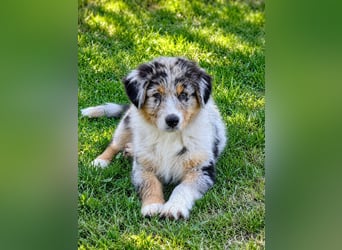 Sind Sie neugierig und suchen einen Aussie ?