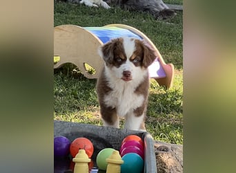 Wir haben zur Zeit traumhafte Australian Shepherd Welpen abzugeben !