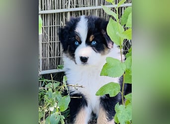 Wir haben zur zeit traumhafte Australian Shepherd Welpen abzugeben !