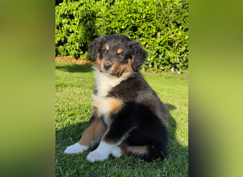 Wir haben zur Zeit traumhafte Australian Shepherd Welpen abzugeben !