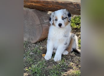 Wir haben zur Zeit traumhafte Australian Shepherd Welpen abzugeben !