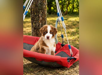 Australian Shepherd Welpen ASCA und MASCA  !