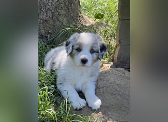 Wir haben zur zeit traumhafte Australian Shepherd Welpen abzugeben !