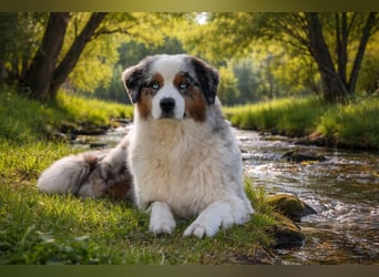 Wir haben zur Zeit traumhafte Australian Shepherd Welpen abzugeben !