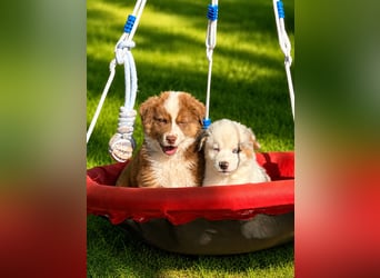 Wir haben zur Zeit traumhafte Australian Shepherd Welpen abzugeben !