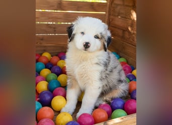 Wir haben zur Zeit traumhafte Australian Shepherd Welpen abzugeben !
