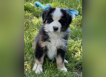 Wir haben zur zeit traumhafte Australian Shepherd Welpen abzugeben !