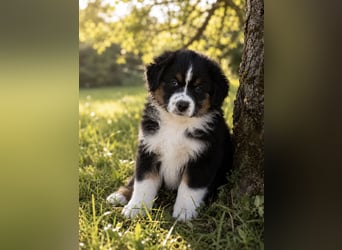 Wir haben zur Zeit traumhafte Australian Shepherd Welpen abzugeben !