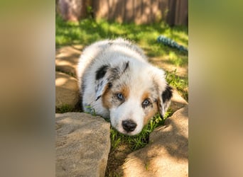 Australian Shepherd Welpen einzelne Rüden suchen noch eine passende Familie !