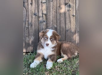 Sind Sie neugierig und suchen einen Aussie ?