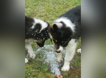 Australian Shepherd Junghund