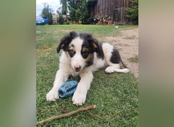 Australian Shepherd Junghund