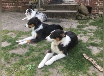 Australian Shepherd Junghund