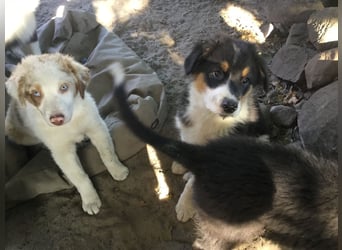 Australian Shepherd Junghund