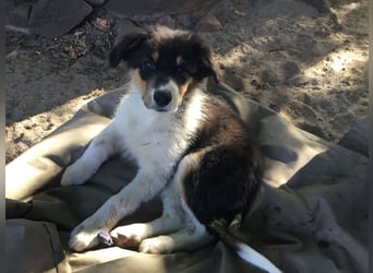 Australian Shepherd Junghund