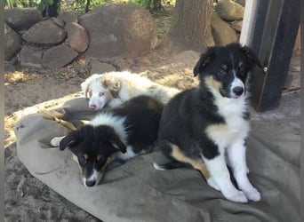 Australian Shepherd Junghund