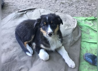 Australian Shepherd Junghund