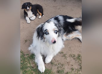 Australian Shepherd Junghund