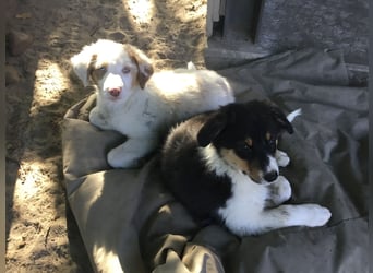 Australian Shepherd Junghund